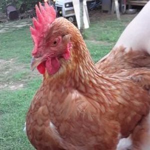 Meet your Posher, Lisa